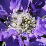 In My Garden - Perennials