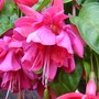 J._Trailing_Fuchsia.jpg