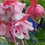 L._Fuchsia_Double_Trailing.jpg