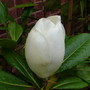 magnolia grandiflora