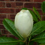 magnolia grandiflora, new flower