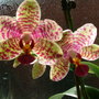 Abdul_s_pictures_031.jpg