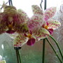Abdul_s_pictures_032.jpg