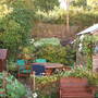 Shed___patio