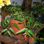 Firecracker (Begonia)