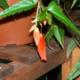 Firecracker (Begonia)