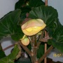 Buds (Begonia)