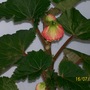 Buds (Begonia)