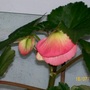 Buds (Begonia)