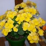 A garden flower photo (Begonia)