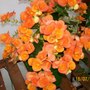 A garden flower photo (Begonia)