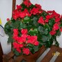 Begonia Betulia (Begonia)