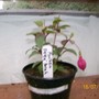 Fuchsia - Delta Sarah (Fuchsia)