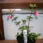 Fuchsia - Shrimp Cocktail (Fuchsia)