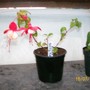 Fuchsia - Swing Time (Fuchsia)