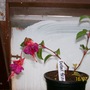 Fuchsia - Dollar Princess (Fuchsia)