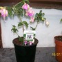 Fuchsia - Dianna Princess of Wales (Fuchsia)