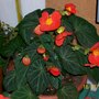 Flamboyant - Begonia (Begonia)