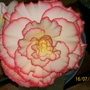 George McCormick - Begonia (Begonia)