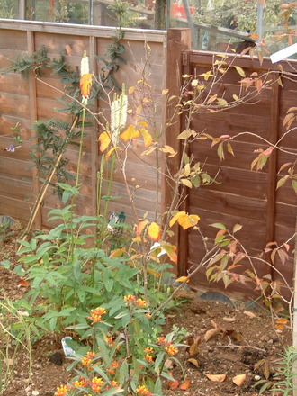 A garden flower photo