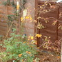 A garden flower photo