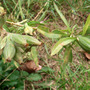 evening primrose seed heads