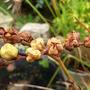 crocosmia seed heads opening