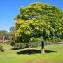 Lilac_tree