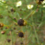cosmos? seed head