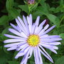 Aster x frikartii 'Monch' (Aster)