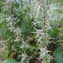Eryngium variifolium (Eryngium variifolium)