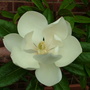 Abdul_s_pictures_037.jpg