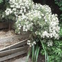 Olearia x haastii (Olearia x haastii)