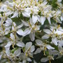 Olearia x haastii - close-up (Olearia x haastii)
