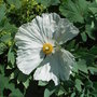 Romneya coulteri (Romneya coulteri)
