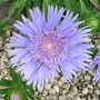 Stokesia laevis (Stokesia laevis)