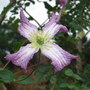 Clematis viticella 'Minuet' (Clematis viticella 'Minuet')