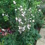 Cichorium intybus 'Roseum' (Cichorium intybus)