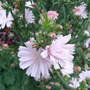 Cichorium intybus 'Roseum' - close-up (Cichorium intybus)