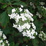 Hydrangea quercifolia 'Snow Flake' (Hydrangea quercifolia 'Snow Flake')