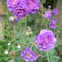 Geranium pratense 'Flore Pleno' (Geranium pratense 'Flore Pleno')
