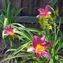 Purple D'Oro (Hemerocallis Purple D'Oro)