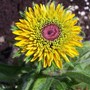 100_8926.jpg (Rudbeckia hirta 'Maya')