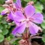 Geranium 'Midnight Reiter' (Geranium pratense (Meadow cranesbill))