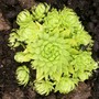 Jovibarba allionii (Sempervivum allionii)