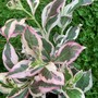 Weigela 'My Monet' (Weigela)