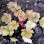 Heuchera 'Caramel' (Heuchera)