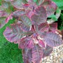 Smoke Bush 'Royal Purple' (Cotinus coggygria (Smoke bush))