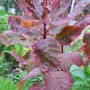 Smoke Bush 'Royal Purple' (Cotinus coggygria (Smoke bush))