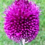 Allium sphaerocephalon (Allium sphaerocephalon (Round-headed leek))